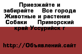 Приезжайте и забирайте. - Все города Животные и растения » Собаки   . Приморский край,Уссурийск г.